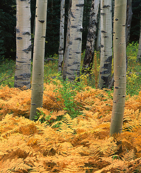 Ferns along Kebler Pass Road.